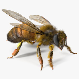 Realistic HoneyBee Fur 3D