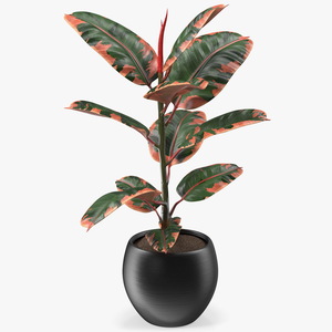 3D Ficus Elastica Ruby in Pot