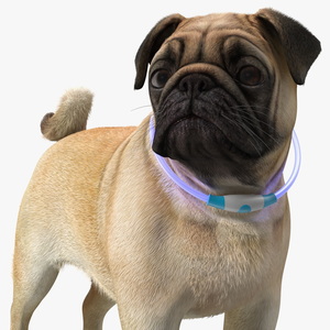 3D model Pug Dog Wearing LED Collar Fur