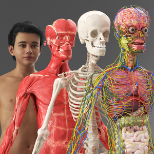 Realistic Skin Young Man with Full Body Anatomy 3D