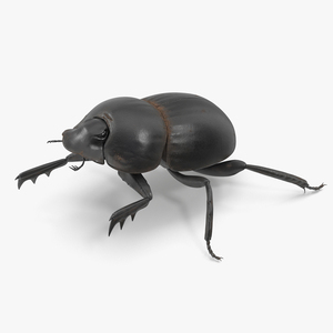 Mud Beetle Dirty Rigged for Cinema 4D 3D