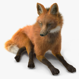 Maned Wolf Reclining Pose Fur 3D model