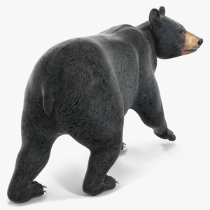 3D Black Bear in Walking Pose