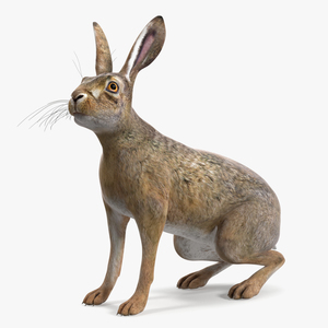 3D Jackrabbit Rigged for Maya