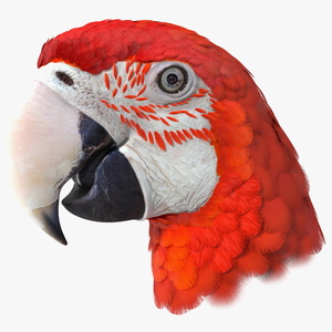 3D Red and Green Macaw Parrot Head