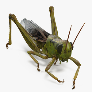 3D Grasshopper Eating Pose model