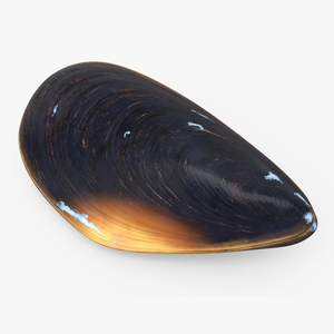 Closed Mussel Shell 3D model