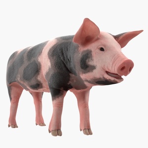 3D Pig Piglet Pietrain Rigged