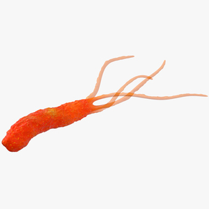 3D Helicobacter Pylori Bacteria model