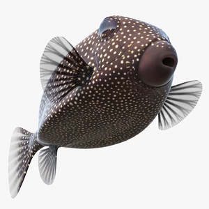 3D model Ostracion Meleagris Fish Brown