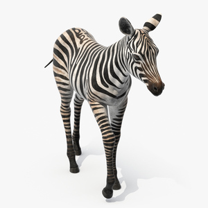 Zebra Adult Foal Walking 3D model