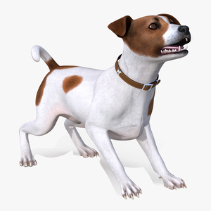 3D model Spotted Jack Russell Terrier Rigged