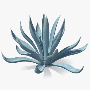 Agave Tequilana Blue Agave Plant 3D