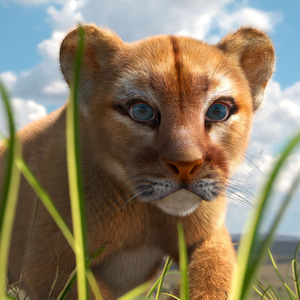 Puma Cub with Fur Rigged 3D model