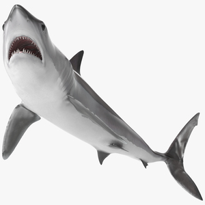 3D model Realistic Shortfin Mako Shark Rigged for Cinema 4D