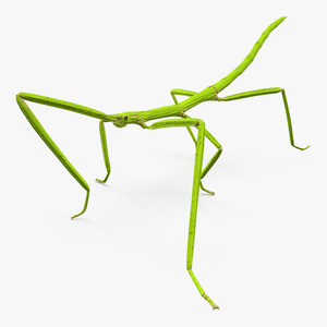 3D Stick Insect Green Walking Pose