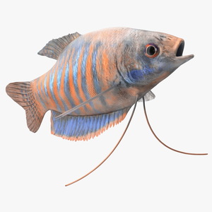 3D model Dwarf Gourami Fish Rigged