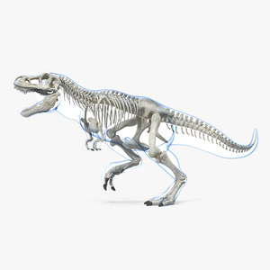 3D Tyrannosaurus Rex Skeleton with Skin Rigged model