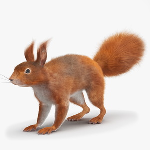 3D Red Squirrel Fur