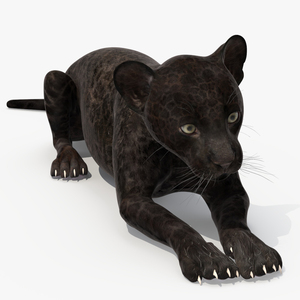 3D model Panther Cub Lying Down for 3D Print