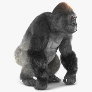 Gorilla Fur Animated Rigged 3D