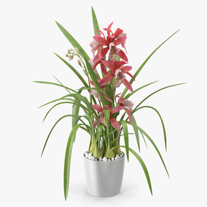 3D Pink Orchid Flower Pot Fur