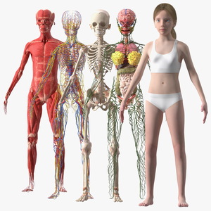 Complete Full Body Kid Girl Anatomy Fur 3D model