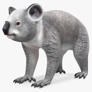 Australian Koala Rigged for Maya 3D