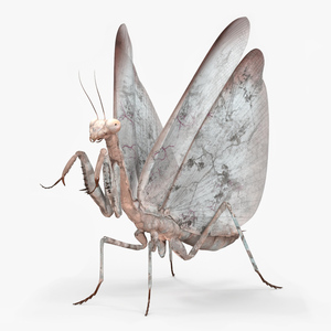 3D Praying Mantis Insect Fur for Vray Fur model