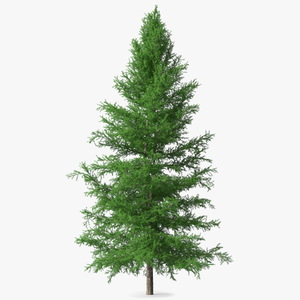 3D model Japanese Larch Tree Green