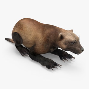 3D Wolverine Dark Color Lying Down Pose