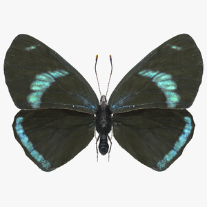 Animated Diaethria Clymena Butterfly Flight Fur 3D