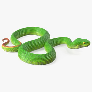 3D Creeping Green Viper Trimeresurus model