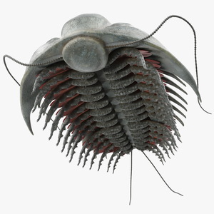 3D Trilobite Fur model