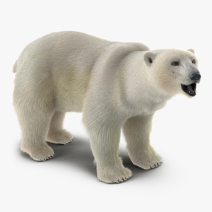 3D Polar Bear with Fur Rigged