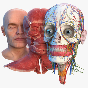 Human Head Full Anatomy and Skin 3D