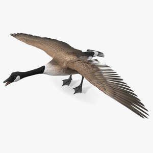 3D model Wild Goose