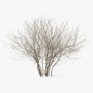 3D Winter Bush