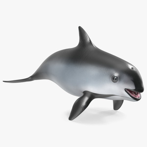 3D Smallest Cetacean Vaquita Rigged for Cinema 4D