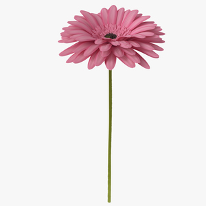 Pink Gerbera Flower 3D model