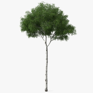 3D Birch Tree Green