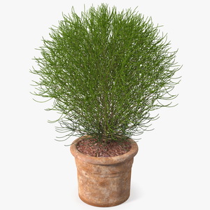 3D Green Spherical Shrub Pot Plant