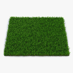 Zoysia Grass 3D