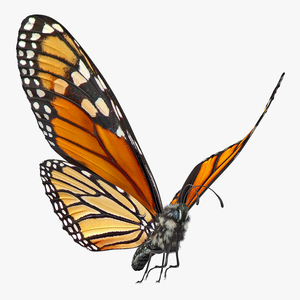 Animated Flying Monarch Butterfly Fur Rigged 3D model