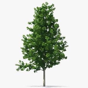 Realistic Young Poplar Tree 3D