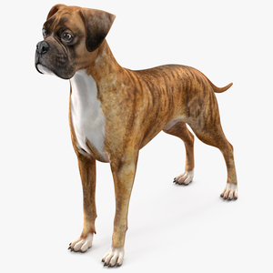 3D Boxer Dog Tiger Colored model