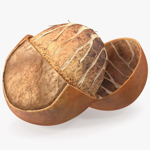 3D model Shea Nut Opened