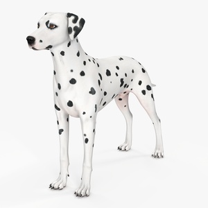 3D Spotted Dalmatian Dog