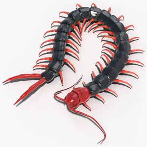 3D Chinese Red Headed Centipede model