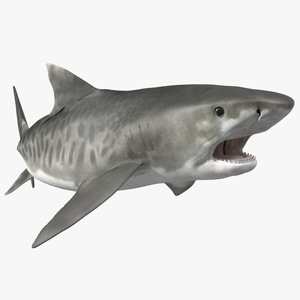 3D Tiger Shark Attacking